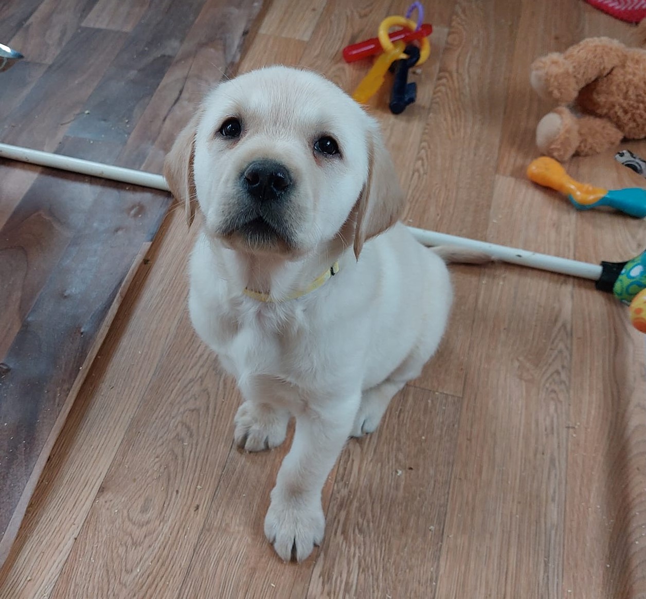 Sponsor autism assistance puppy in training - Indi