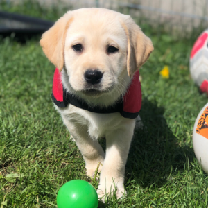 Sponsor autism assistance puppy in training - Indi