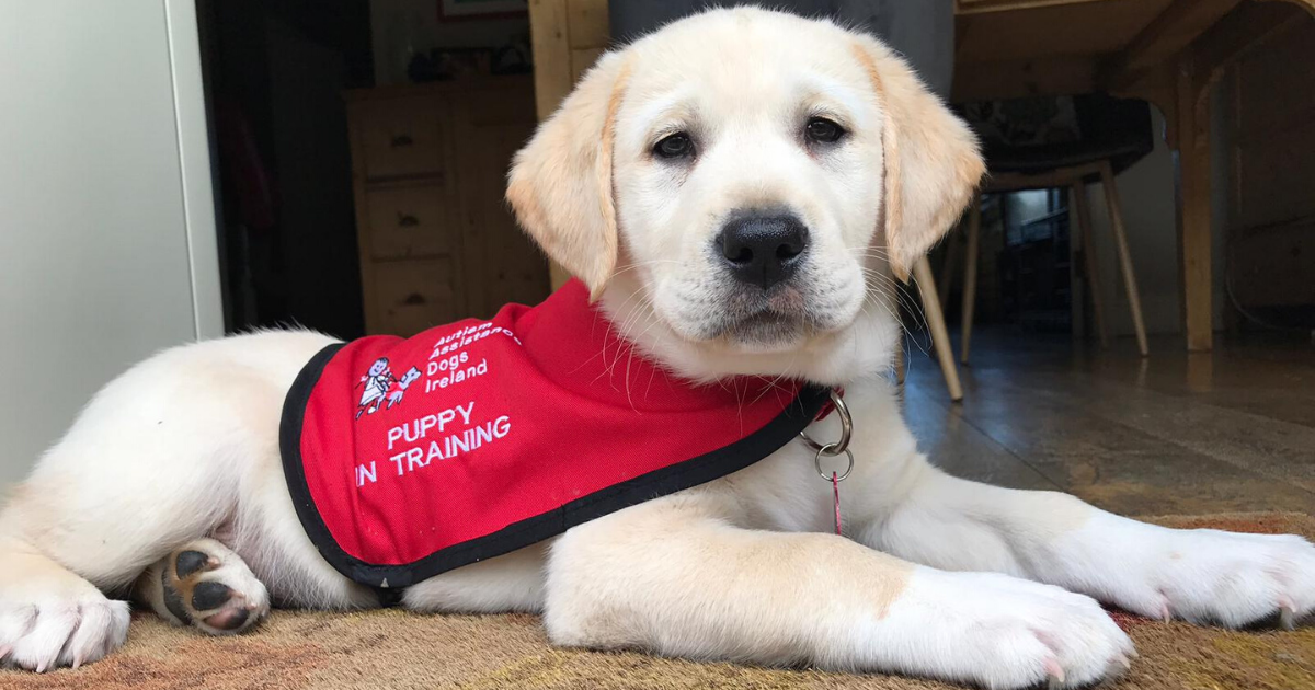 Autism Assistance Dogs Ireland Puppy Foster Care