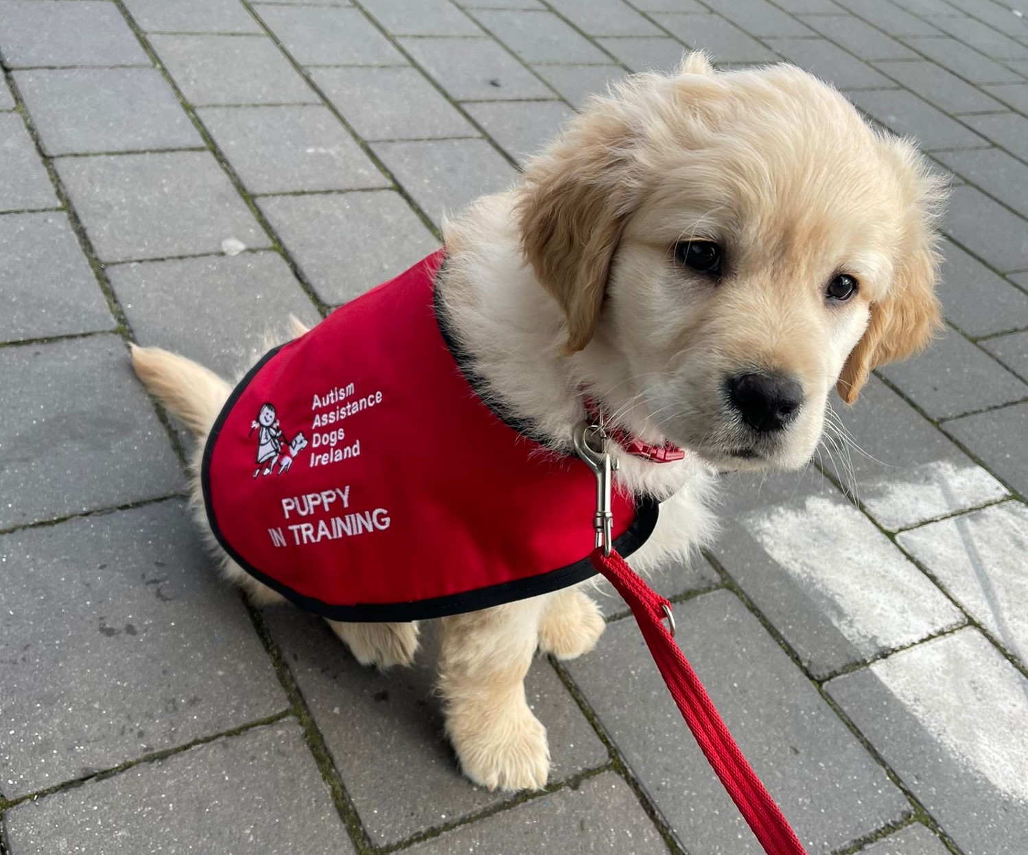 Sponsor an autism assistance puppy in training - Isak