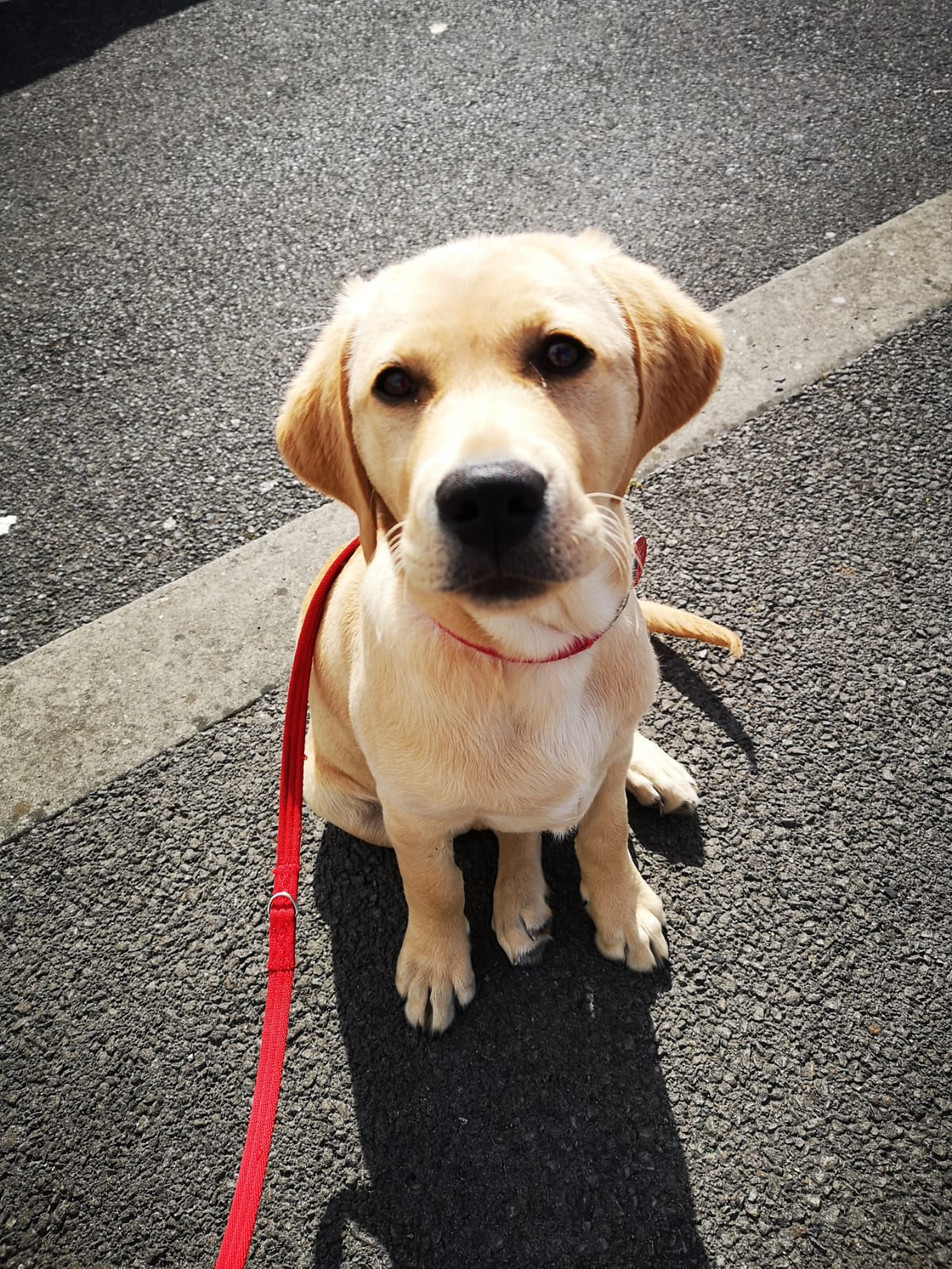 Sponsor an autism assistance puppy in training - Isak