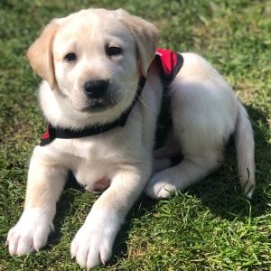 Sponsor an autism assistance puppy in training - Isak