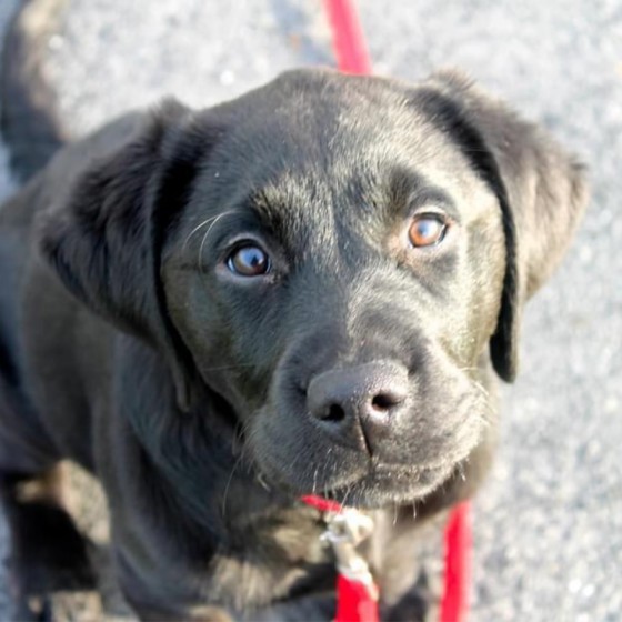 Sponsor autism assistance puppy in training - Indi