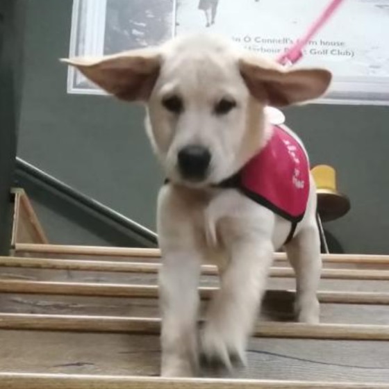 Sponsor an autism assistance puppy in training - Isak